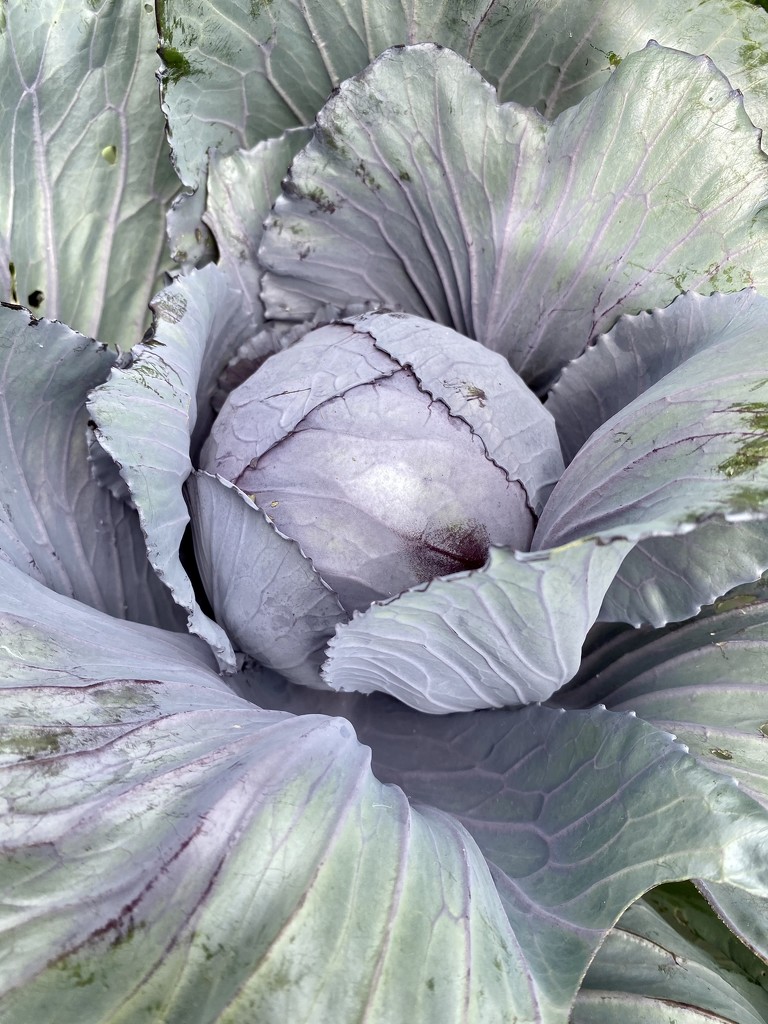 Home grown cabbage  by nicolecampbell