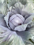 11th Mar 2021 - Home grown cabbage 