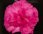 12th Mar 2021 - Pink carnation