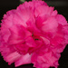 Pink carnation by 365projectorglisa