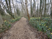 12th Mar 2021 - Woodland Walk