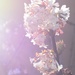 flower by iiwi