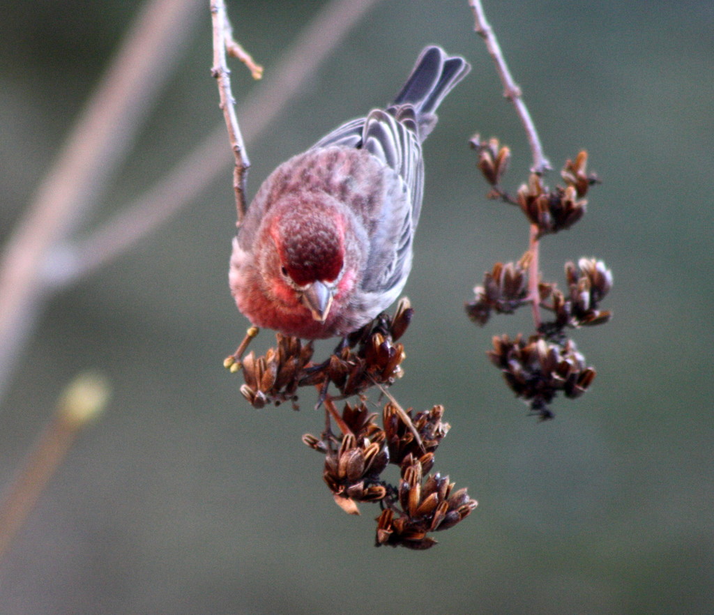 The House Finches are back by bruni