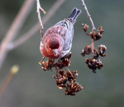 12th Mar 2021 - The House Finches are back