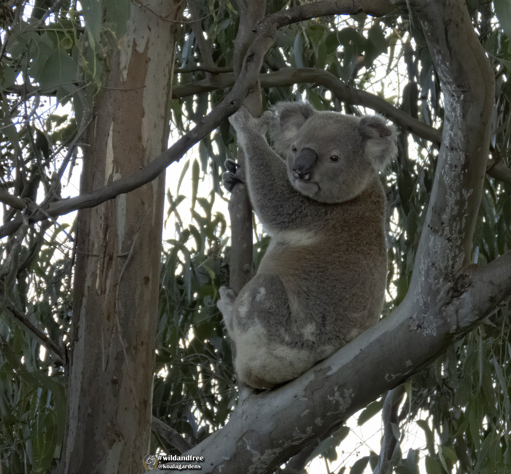 strong arms by koalagardens