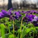 Purple fields by geertje