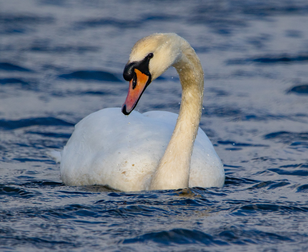 Mute Swan by lifeat60degrees
