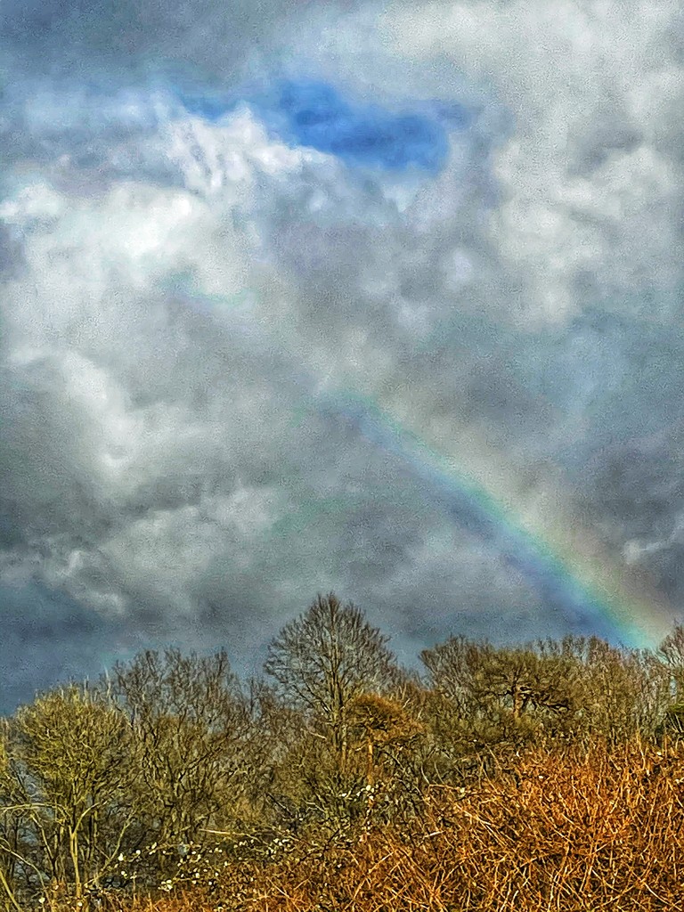 Rainbow  by denful