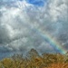 Rainbow  by denful