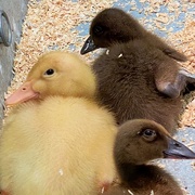 12th Mar 2021 - Baby ducks for sale