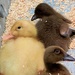 Baby ducks for sale by tunia