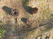 12th Mar 2021 - Pinecone and Stick Smile