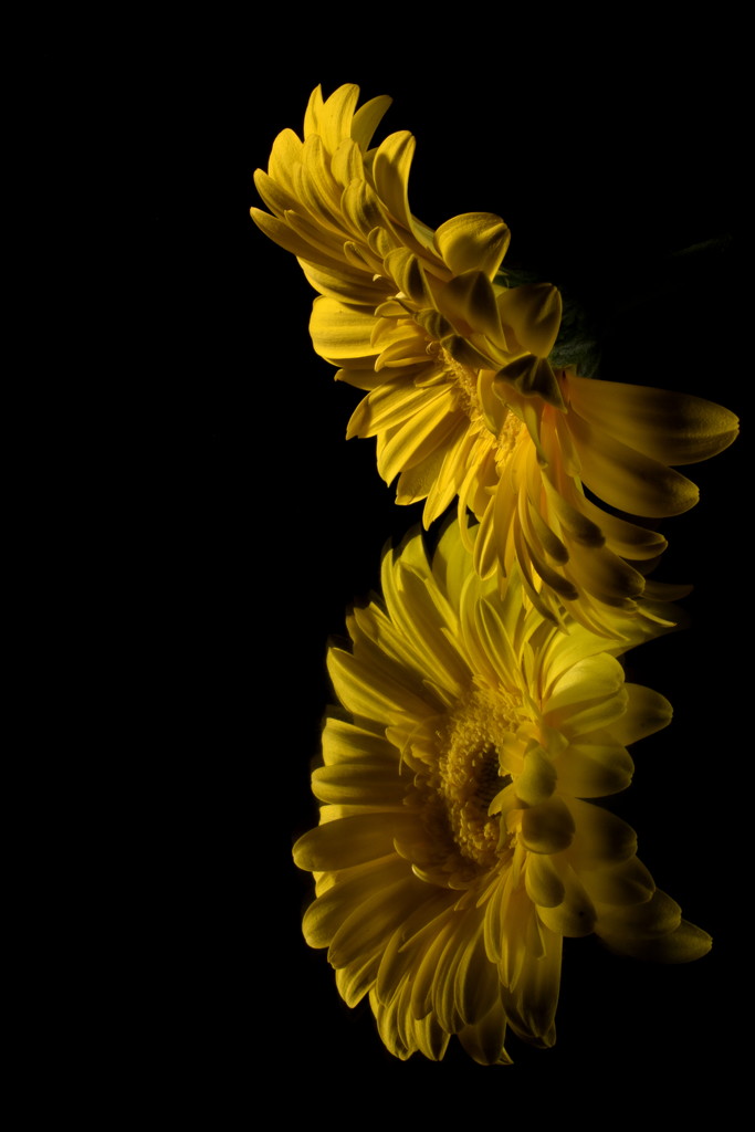 Yellow makes me feel warm and fuzzy by jayberg