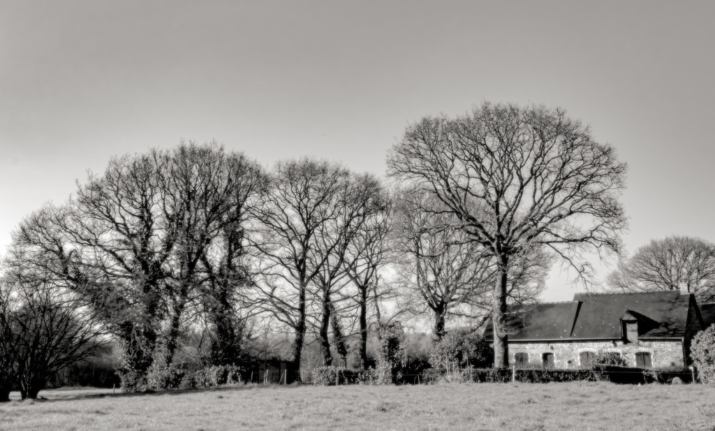 Trees and Cottage... by vignouse