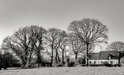 12th Mar 2021 - Trees and Cottage...