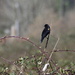 Redwing Blackbird by stephomy