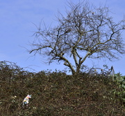 9th Mar 2021 - Unicorn in the Thicket 