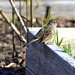 Young Golden-Crowned Sparrow? by stephomy