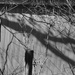 Afternoon shadows BW by larrysphotos