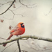 Cardinal by lstasel