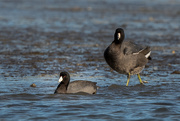 12th Mar 2021 - American Coots