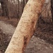 The woodworm eaten tree by monikozi