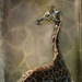 Baby giraffe by pusspup