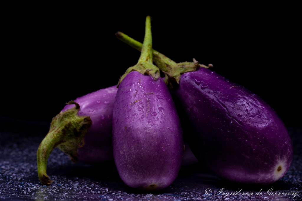 Eggplant by ingrid01