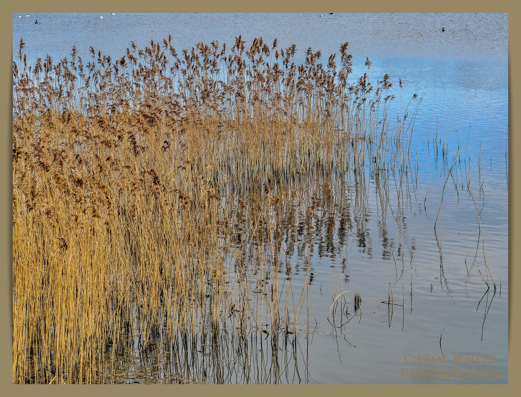 Grasses And Reflections by carolmw