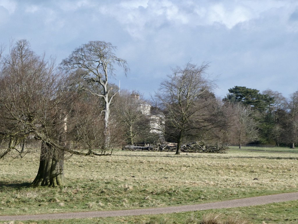 Shugborough Hall, hidden by the trees  by orchid99