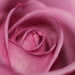 Pretty in Pink by jb030958