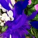 A purple “bird” by louannwarren