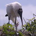 Woodstorks with babies  by dutchothotmailcom