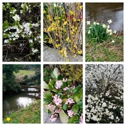 13th Mar 2021 - More Signs of Spring 