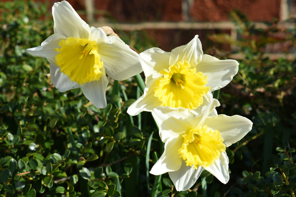 Three Daffodils by homeschoolmom