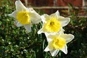 12th Mar 2021 - Three Daffodils