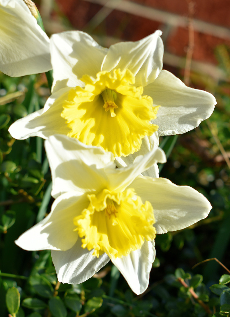 Daffodils in the spring sunshine by homeschoolmom