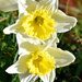 Daffodils in the spring sunshine by homeschoolmom