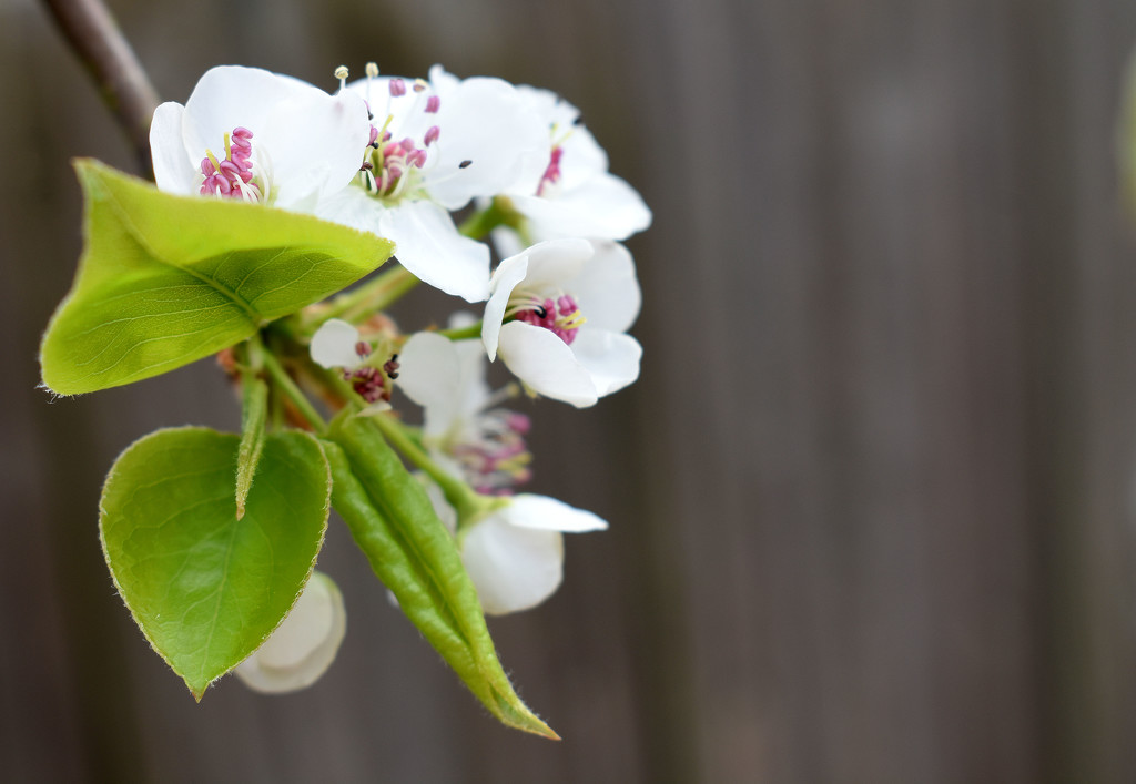 Bradford pear over the fence by homeschoolmom