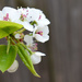 Bradford pear over the fence by homeschoolmom