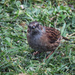 Dunnock by mumswaby