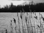 12th Mar 2021 - Reeds across the lake