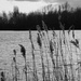 Reeds across the lake by 365anne