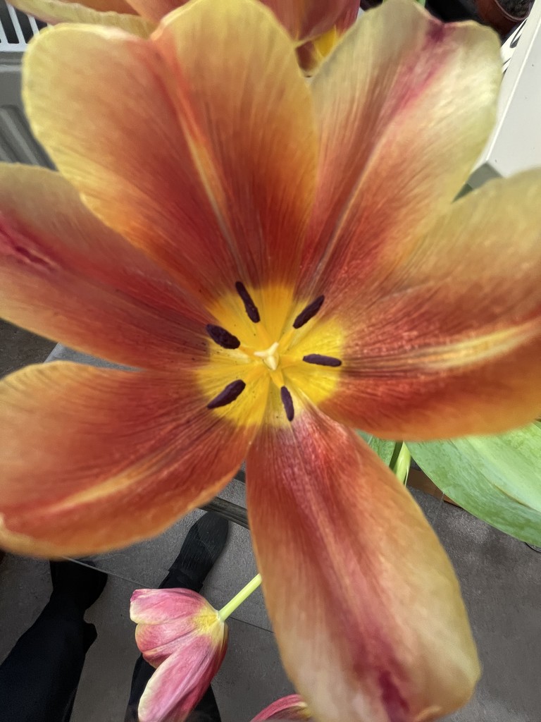An Open Tulip by bill_gk