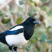 One for sorrow by stevejacob