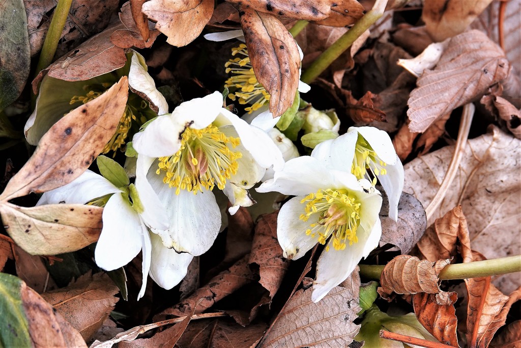 Hellebores before the snow by sandlily