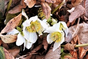 12th Mar 2021 - Hellebores before the snow