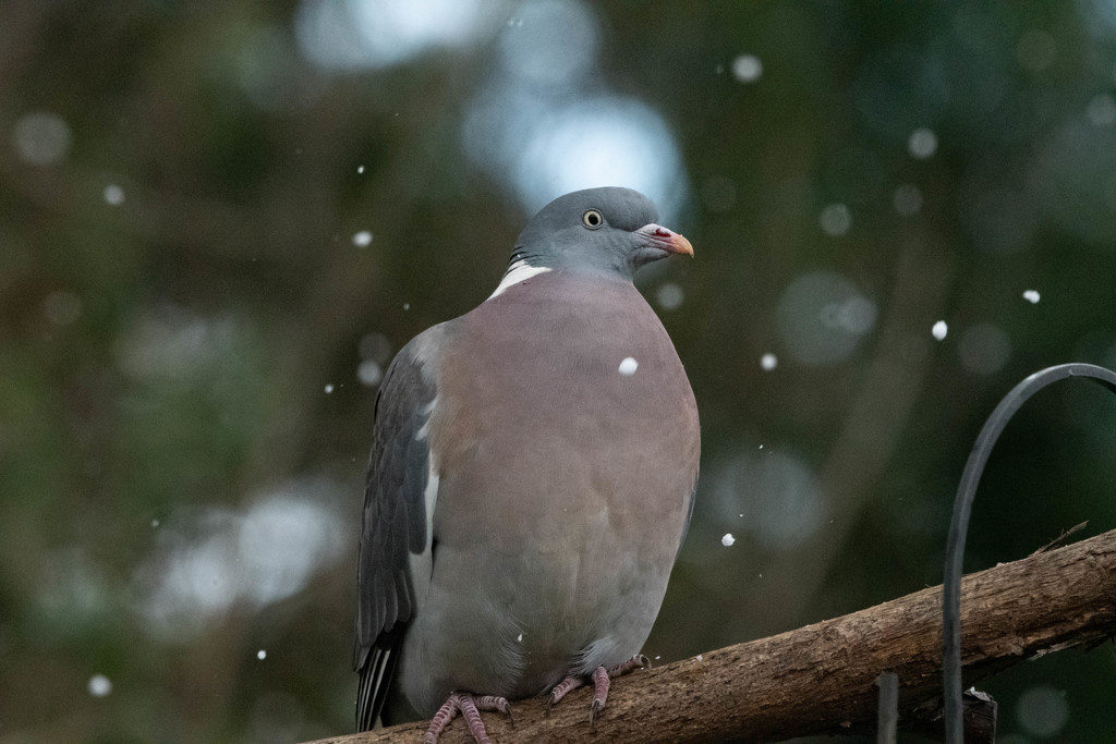 Hail Pigeon by stevejacob