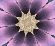 5th Mar 2021 - Purple Flower Kaleidescope