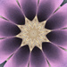Purple Flower Kaleidescope by homeschoolmom